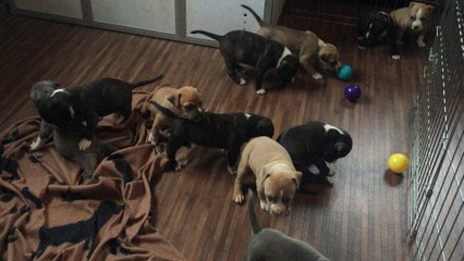 Chiot American Staffordshire Terrier