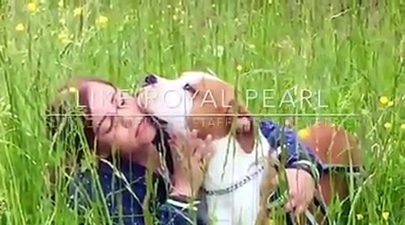 Présentation de l'élevage LIKE ROYAL PEARL American Staffordshire Terrier