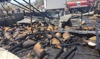 Manavgat'ta 550 küçükbaş, 4 büyükbaş hayvan yangında telef oldu