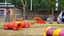 Concours Agility - Armentieres