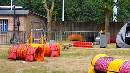 Concours Agility - Armentieres