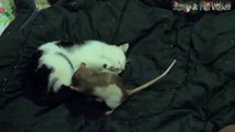 ts - Cats Vs Rats - Rats Attacking Cats Compilation