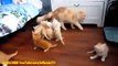 Funny Videos 2017 Funny Cats - Funny  Videos Kitte