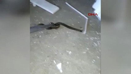 Bursa Inegöl'de Işyerinde Görülen Yılan Büyle Yakalandı