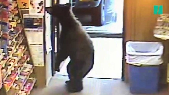 Cet ours avait apparemment très envie de boire un coup