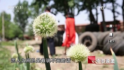 《今日说法》 20170701 放鹰（上）