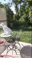 Ton chien monte la garde sur la table du jardin !