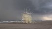 Superbes structures en bois flottant dans le vent sur la plage !