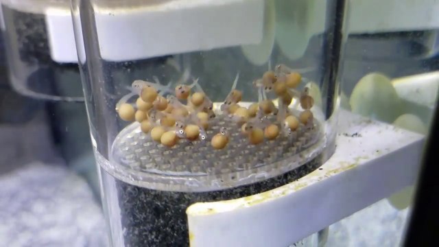 Des bébés poissons sortent de leurs oeufs !