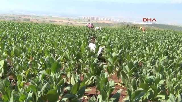 Bursa Marmara'nın Tütün Yetiştiren Tek Mahallesinde Hasat Dönemi Başladı