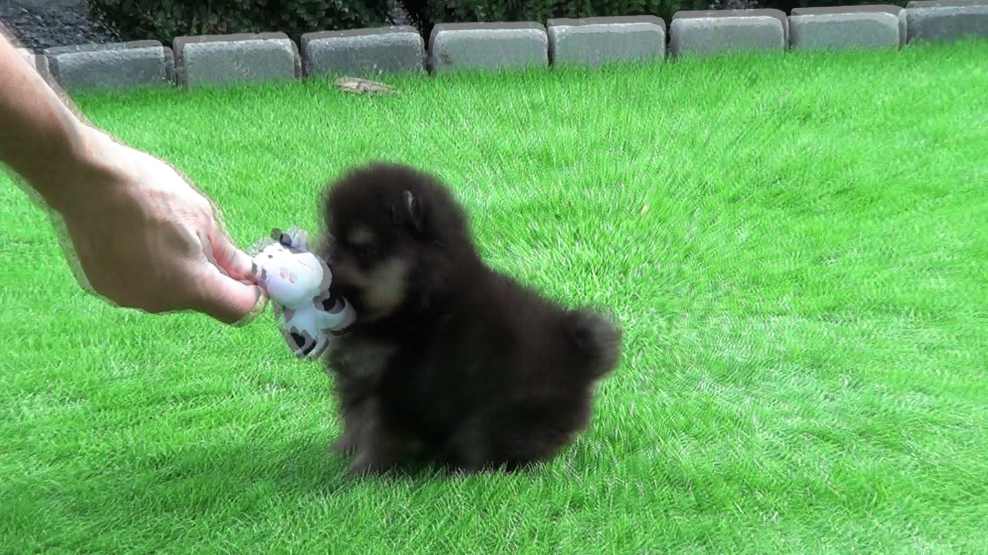 Bebe Spitz Nain Pomeranien Black And Tan Video Dailymotion