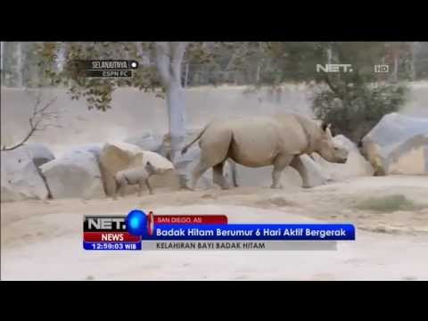 Bayi badak hitam lahir di kebun binatang San Diego - NET12