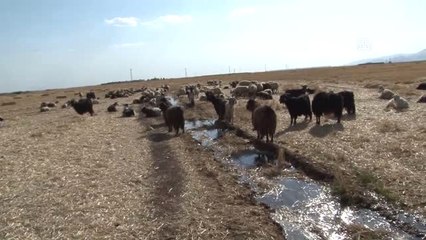 Aşırı Sıcaklar Güneydoğu'da Etkili Oluyor