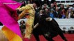 Bullfighting maestro killed by raging bull after tripping on cape