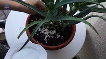 DIY Balcony Herb's Garden (Transferring of an Aloe Vera Plant to a Larger Pot) - A plant with a purpose