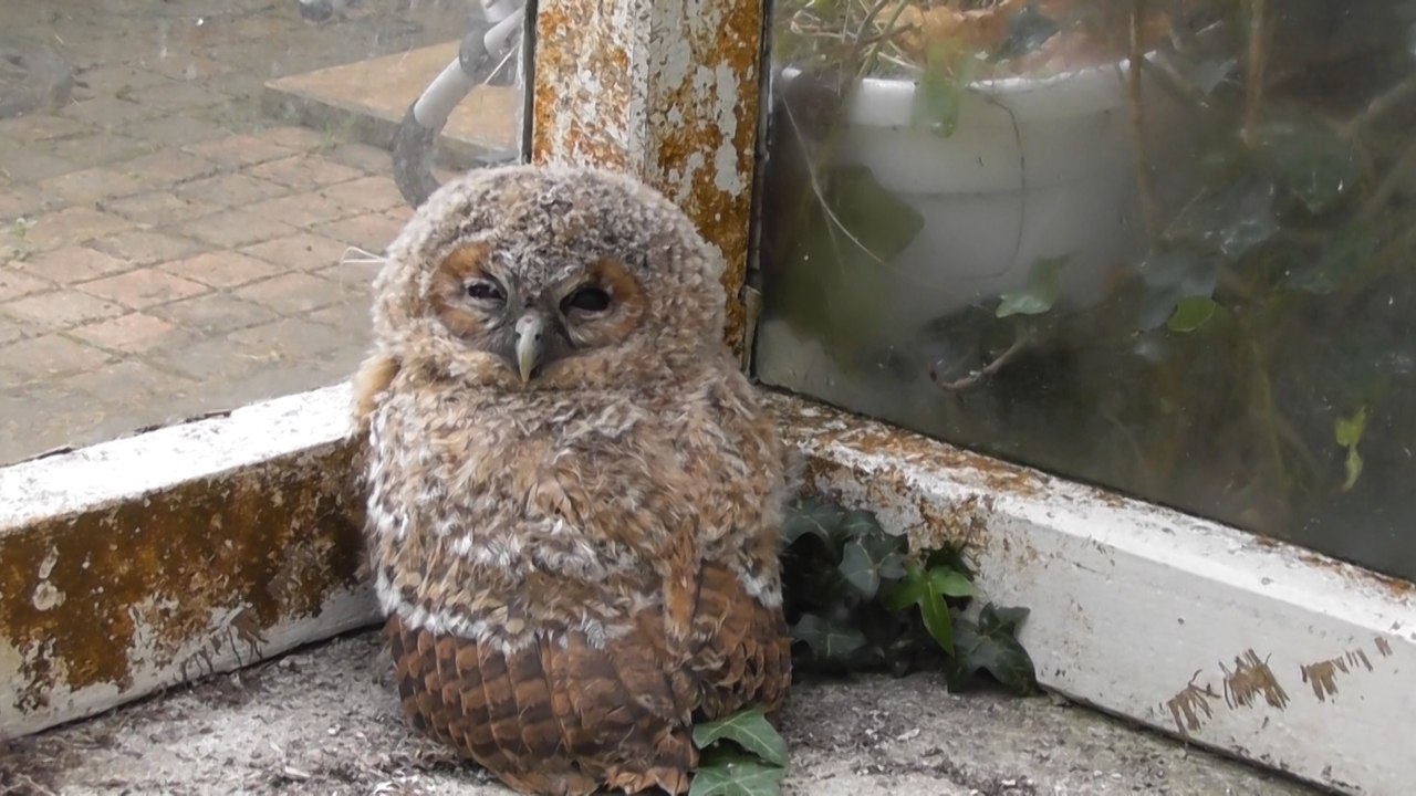 Sauvetage de chouettes hulottes