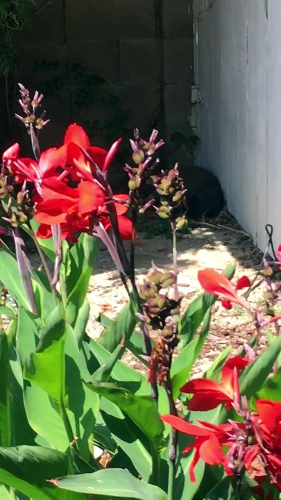 kitty sleeping in the front garden!