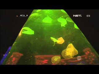 Akuarium di Filipina Berusaha Dekatkan Ubur-ubur dengan Manusia -NET24