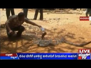 Honnavara: Brave Man Feeds Water To A Black Cobra