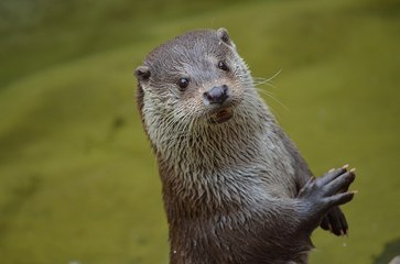 [Dans la peau d'une bête] ça fait quoi d'être une loutre?