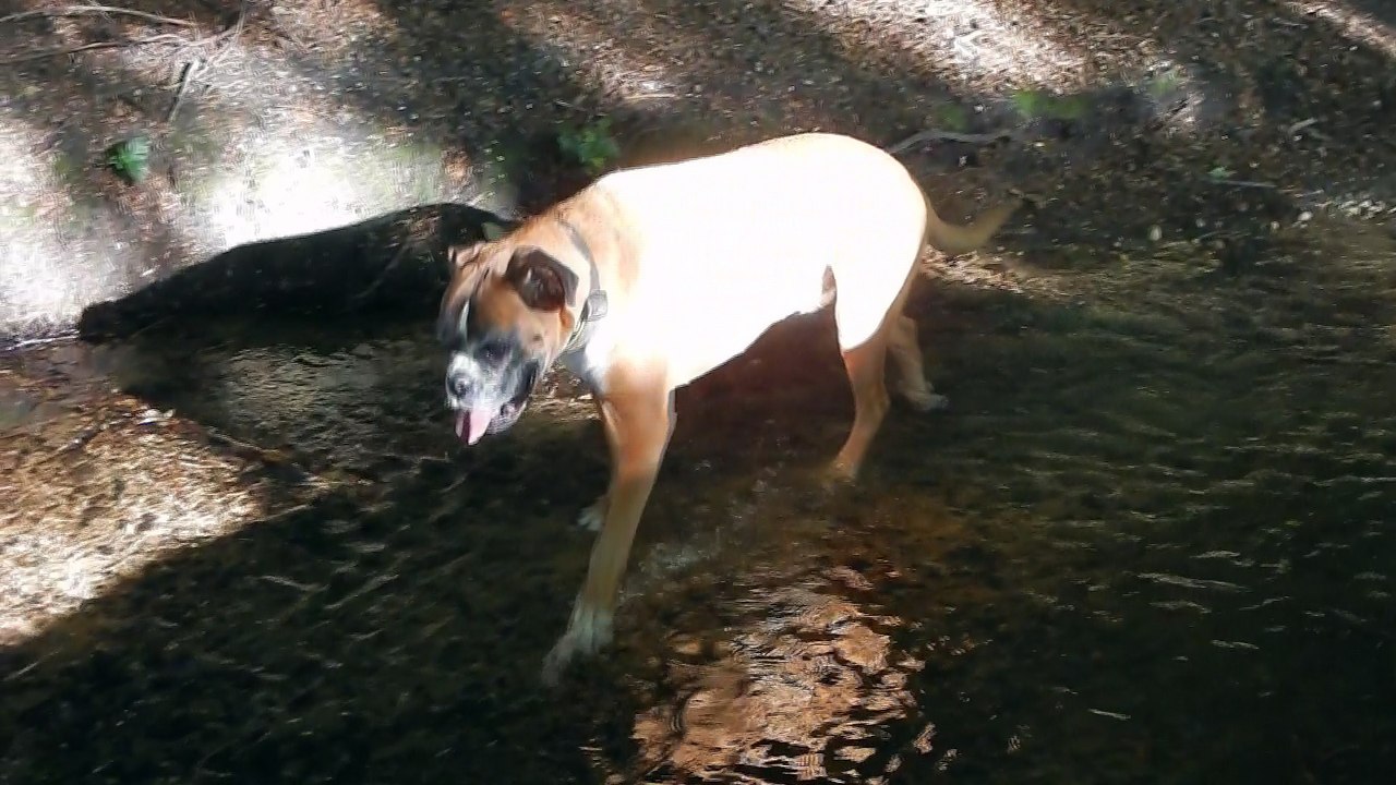 Zeppo enjoys the stream