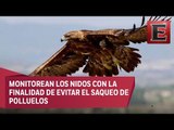 Hallan en Chihuahua 12 territorios activos del águila real