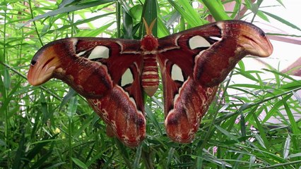 Histoire La leçon du papillon
