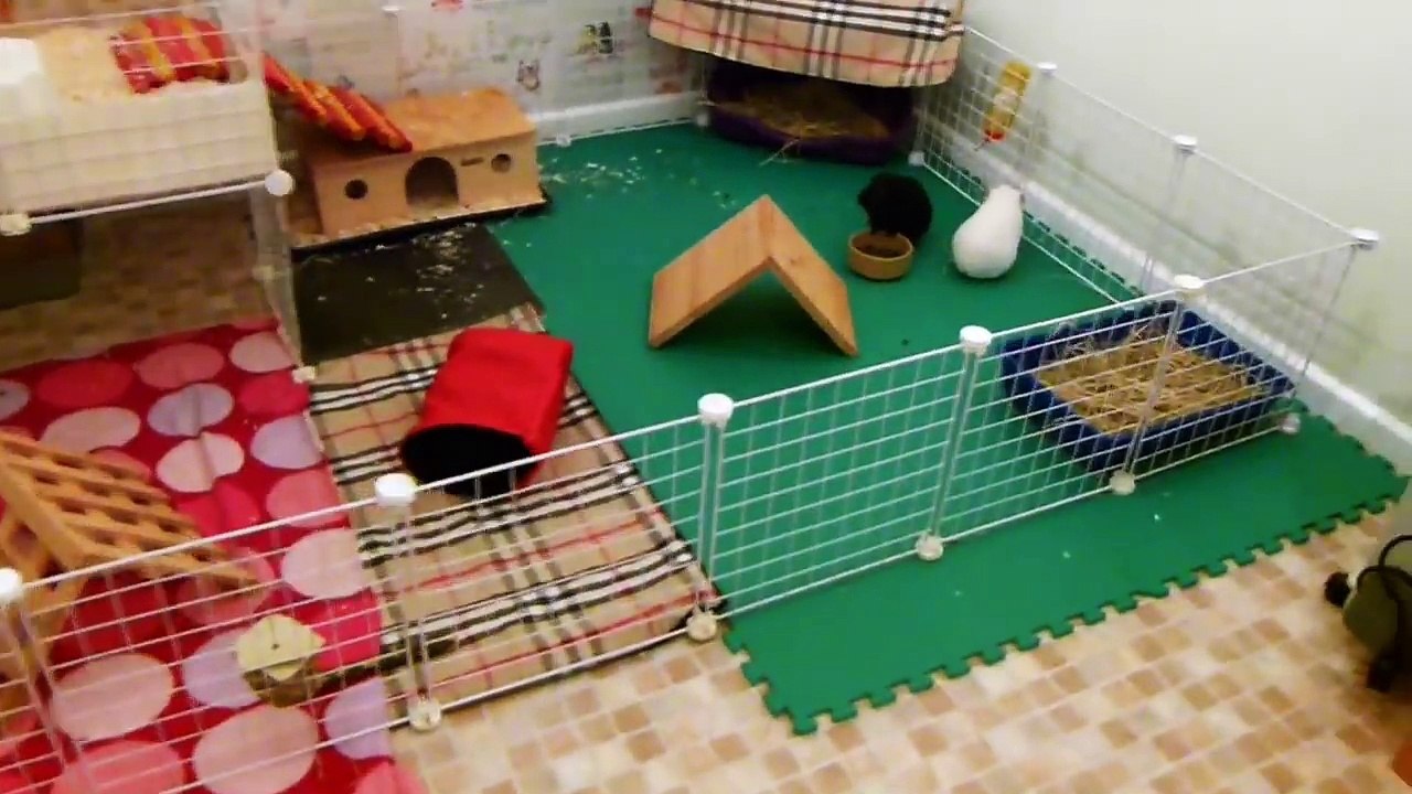 Guinea Pig Home Tour   September 2014