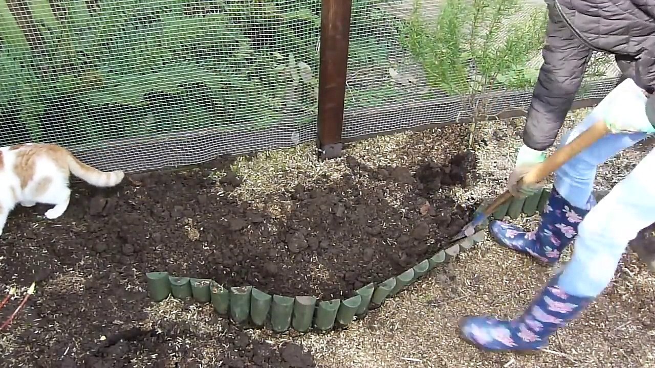 Guinea Pigs Outdoors!