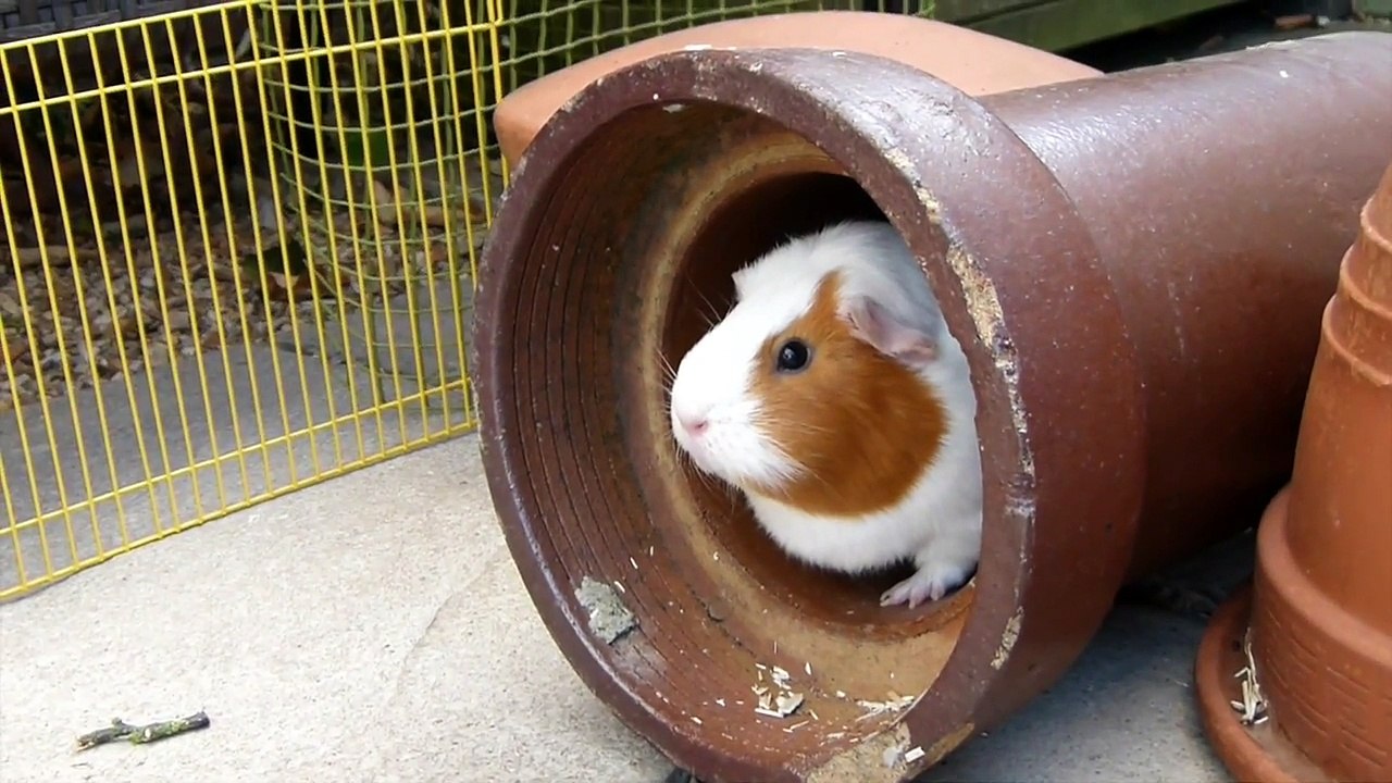 Guinea Pigs Outside   Playtime