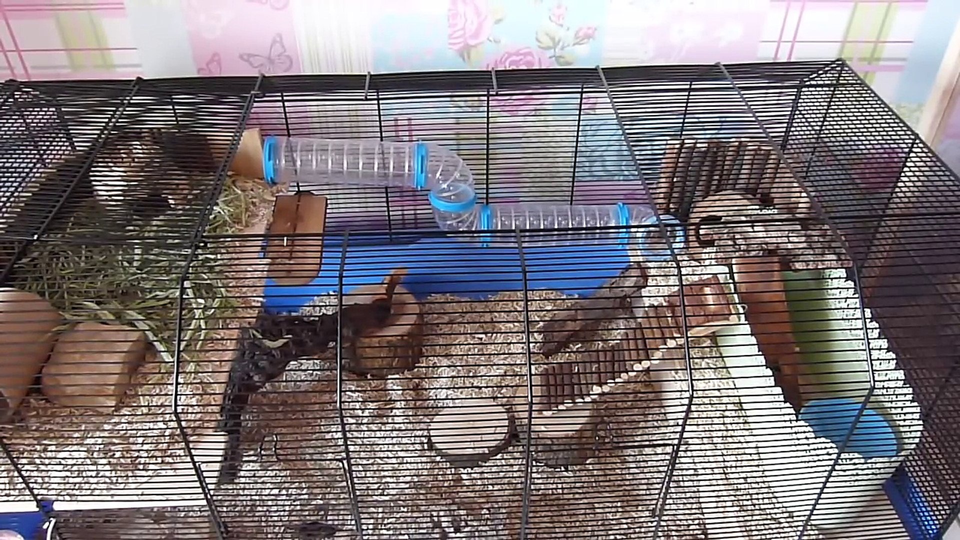 ⁣Hamster Cage Clean & Evening Pet Jobs