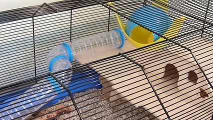 Hamster Cage Review