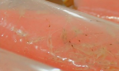 Penyeludup 6.000 Benih Lobster Ditangkap Polisi