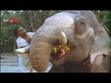 Raja Kills Kovilakam Elephants - 