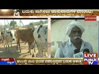 Dharwad: Drought Taking Its Toll On Cattle, Either Draught Kills Or The Slaughterhouse