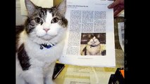 Oscar The Cat: Oscar Therapy Cat- the Nursing Home Cat Who Can Sense Death Coming
