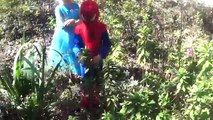 Capaz de ser negro congelado su secuestrado secuestro salvar hombre araña para quien haría Elsa Elsa ★