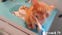 Komik Kedi Videoları _ En Komik Kediler 2017