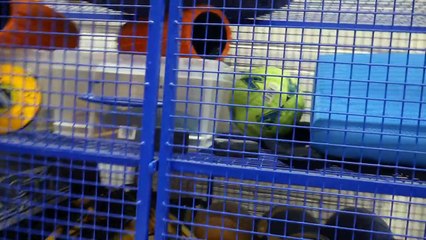 THE REMATCH | No going back!