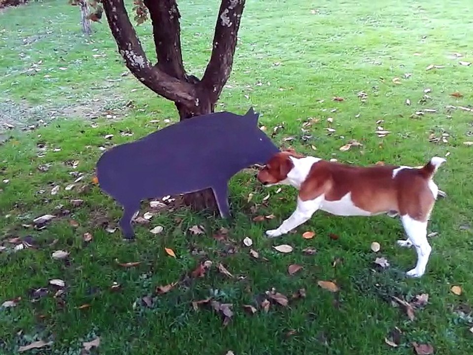 Chien au ferme