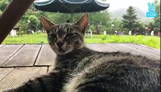 [170702] Dongwan's 53rd Broadcast - part 2 - | Title: 치타 사색