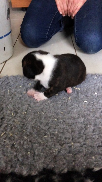 la petite Nala