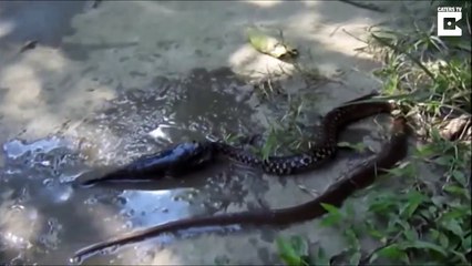 Cá cả tử ngậm chặt đầu rắn để không bị nuốt chửng