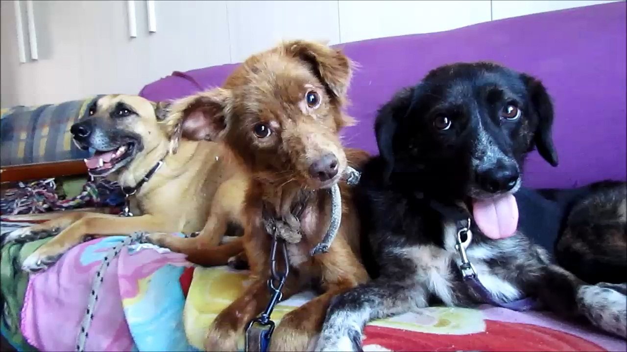 2 divani per 3 cani