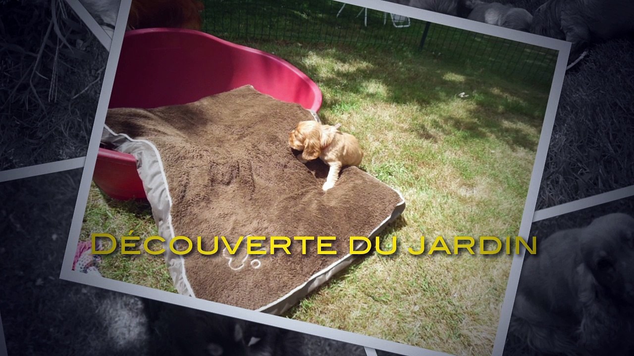 Les chiots dehors