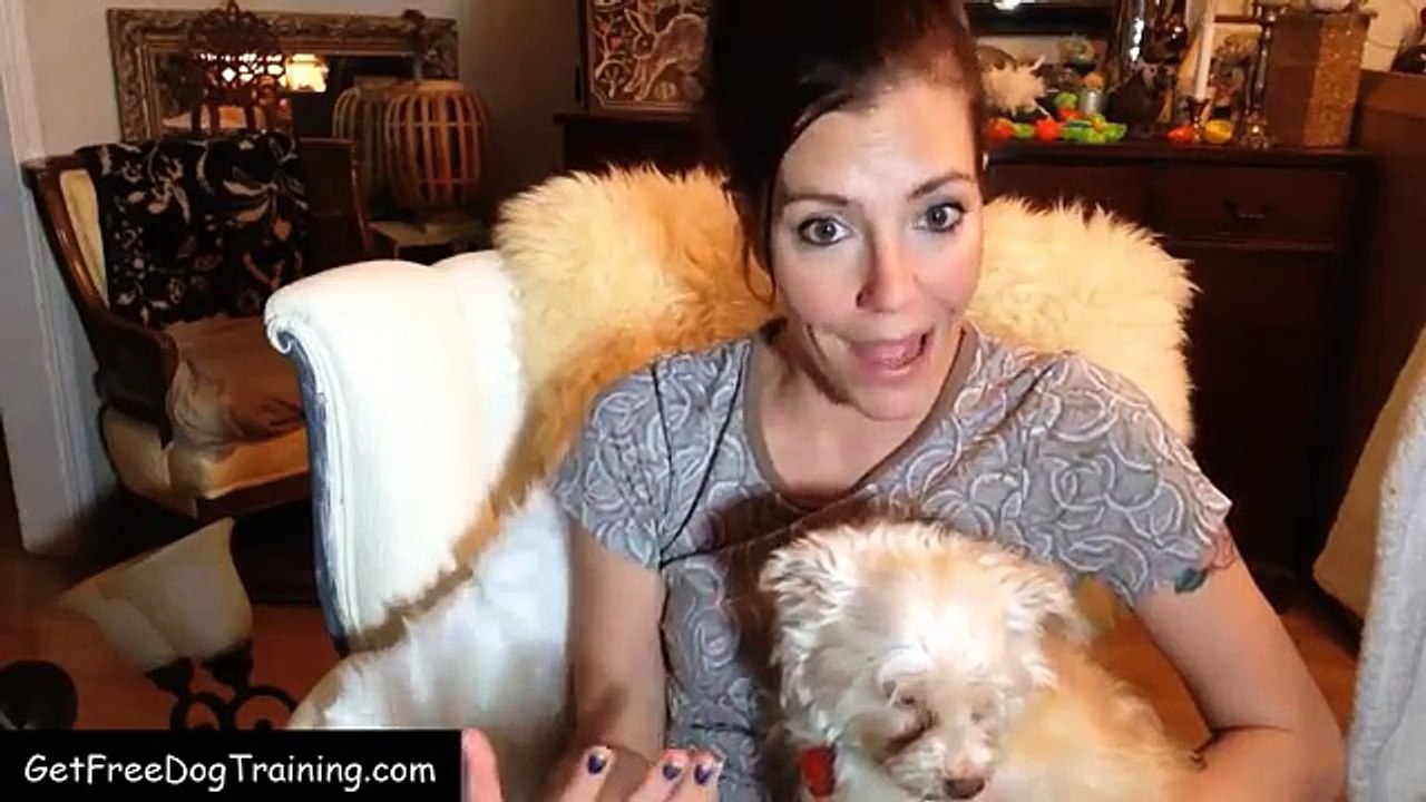 Doggy Dan's Online Dog Trainer Review - Does It Really Work