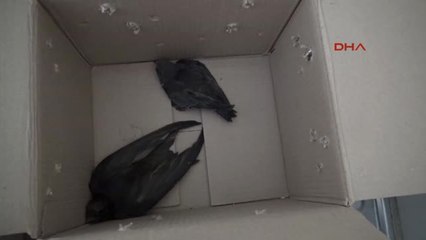 Kayseri Sıcaktan Bayılan Kuşların Imdadına Esnaf Yetişti