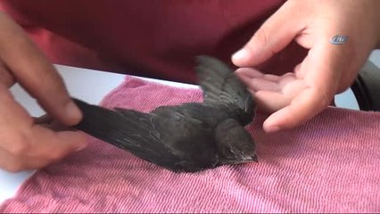 Aşırı Sıcaklara 'Ebabil Kuşu'da' Dayanamadı