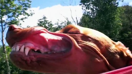 Quand nos chiens sortent la tête en voiture - Compilation