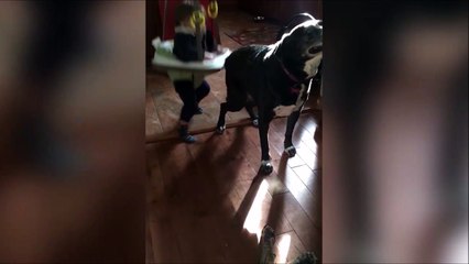 Download Video: Ce chien a trouvé une belle façon de se gratter le dos grace à bébé